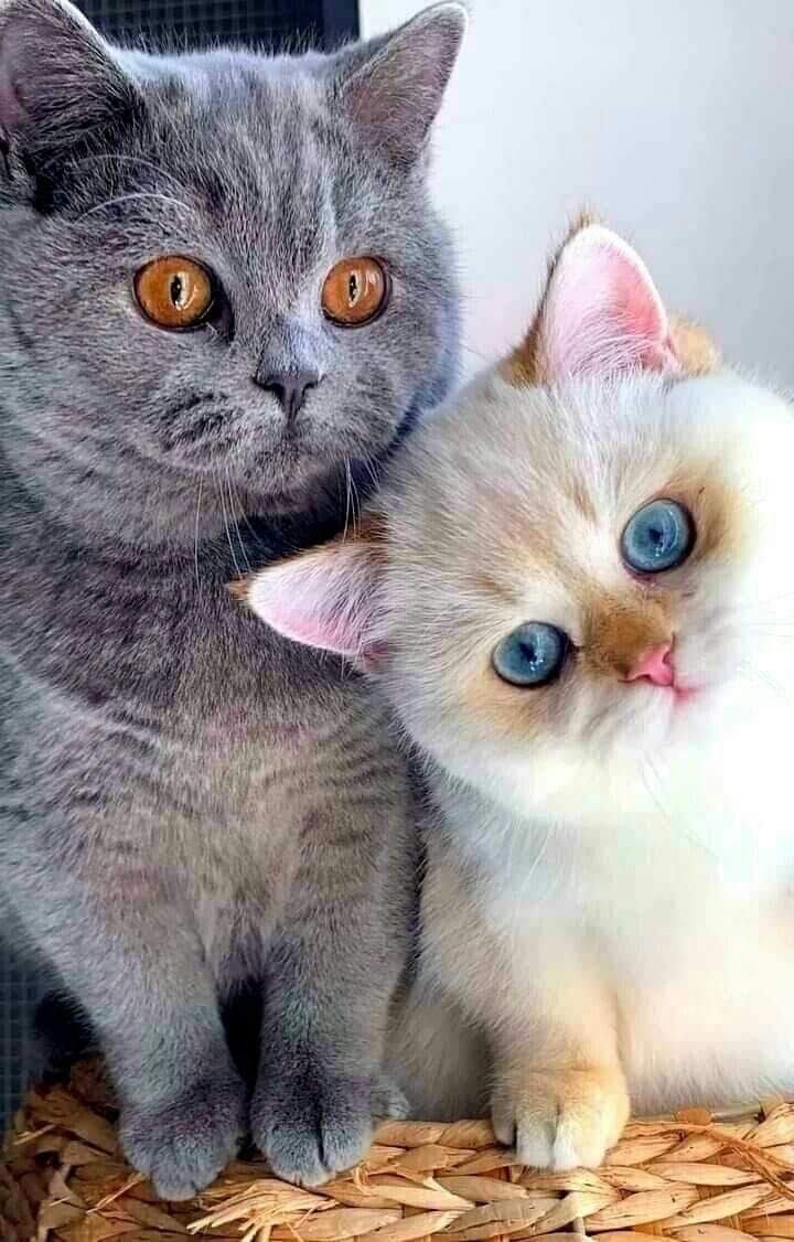 #CatsOfTwitter