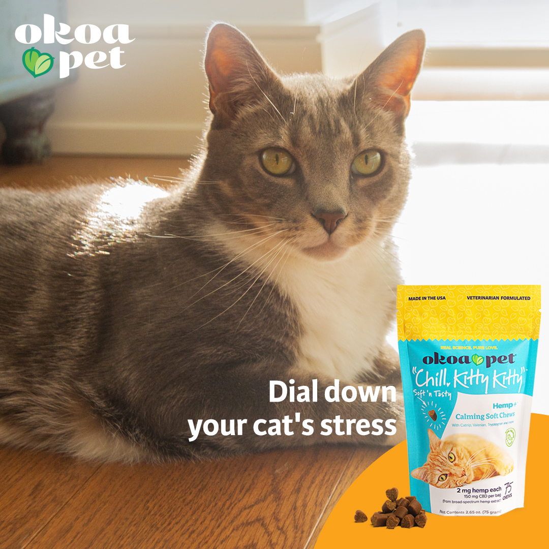 OkoaPet's tweet photo. Is a trip to the vet your kitty's worst nightmare? Or do they hate it when you have people over? Try our all-natural & vet-formulated "Chill, Kitty Kitty" calming CBD chews to help dial down your cat's stress.
--
#OkoaPet #realsciencepurelove #cbd #cbdforcats #catcbd https://t.co/Rky2hE0AeU