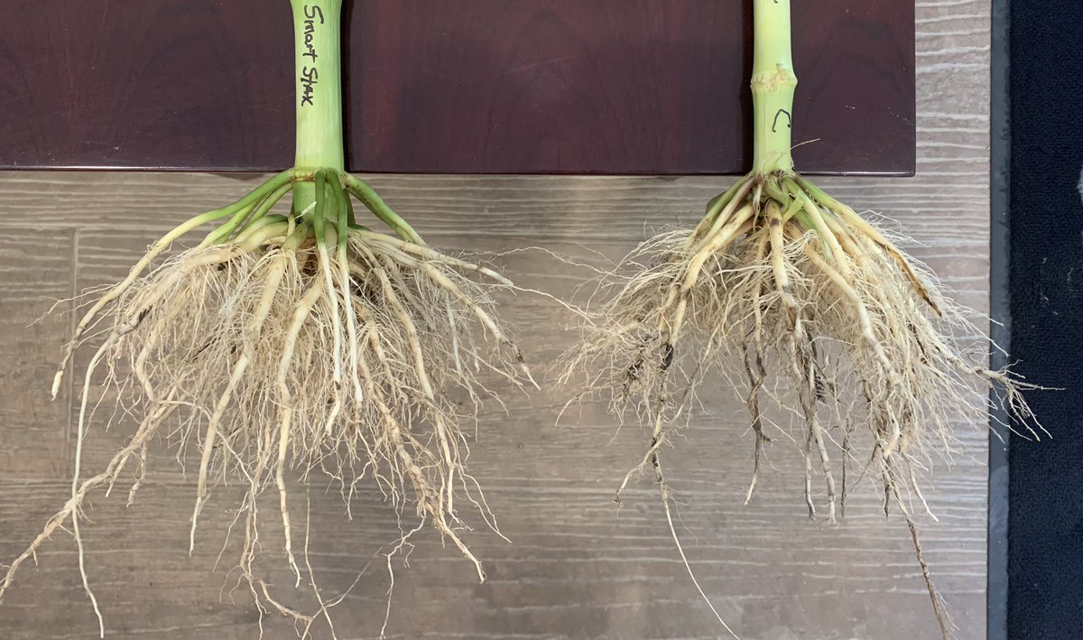 DKAS_NIL's tweet image. Perfect time to go dig some roots and check your CRW pressure with your NIL DEKALB team. Smart Stax showing off greater root mass and less scaring and pruning verses a competitive trait. #Bayer4IL #Grow22