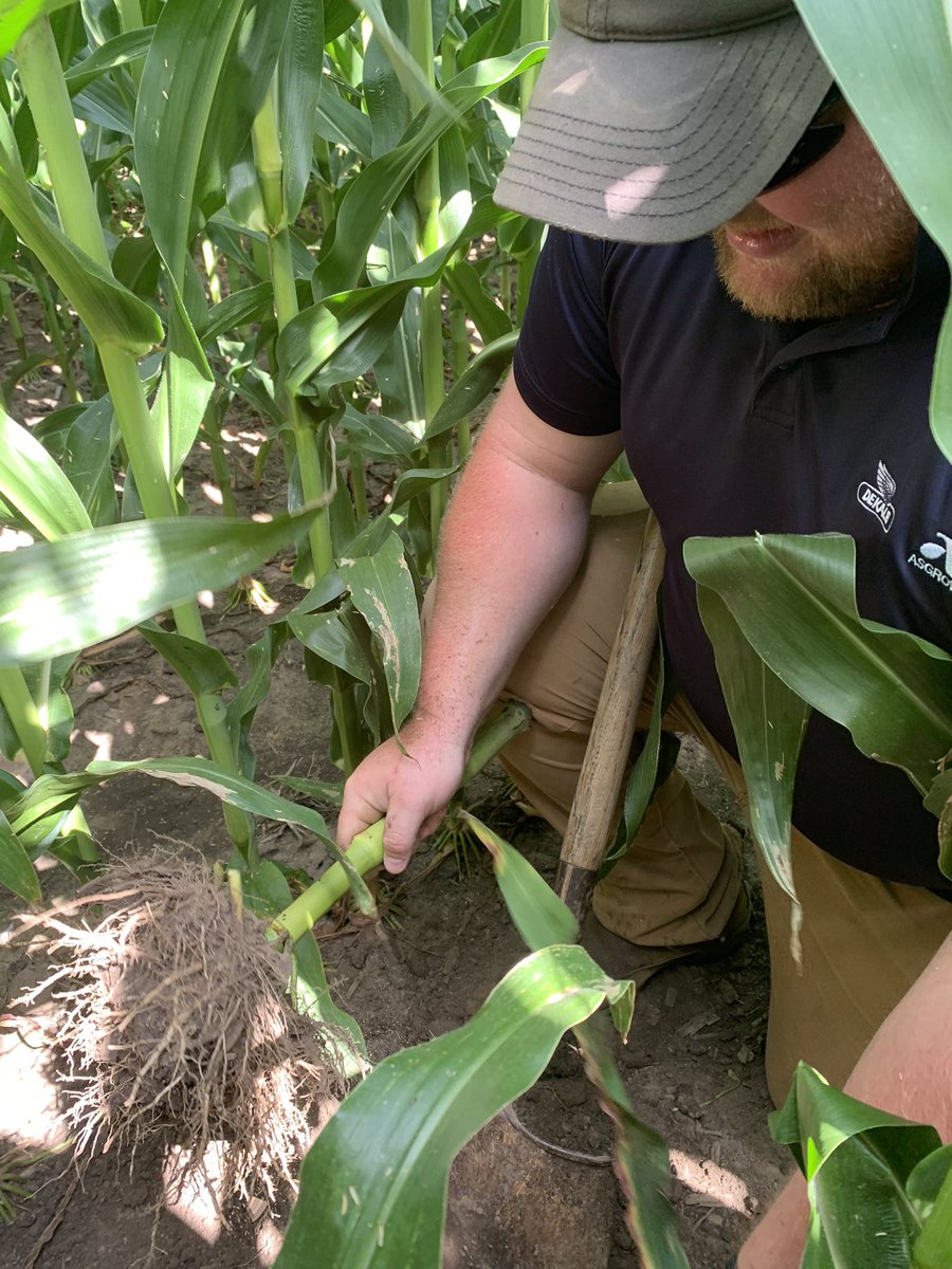 DKAS_NIL's tweet image. Perfect time to go dig some roots and check your CRW pressure with your NIL DEKALB team. Smart Stax showing off greater root mass and less scaring and pruning verses a competitive trait. #Bayer4IL #Grow22