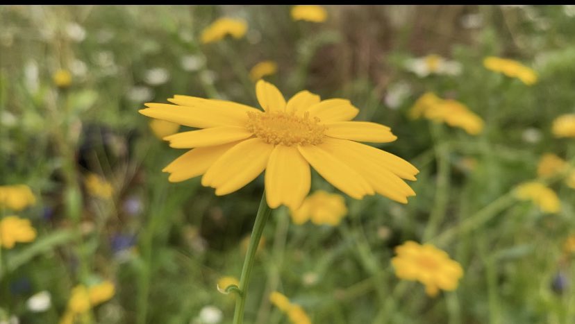 the_beeguy's tweet photo. Not forgetting yellow.
#cornmarigold #wildflower https://t.co/6RFMCyeZgn