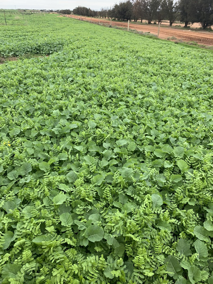 jayson_butcher's tweet photo. @burgess_ag @SE_ResearchFarm Bonito +vetch irrigated https://t.co/hf4HVJkHjL