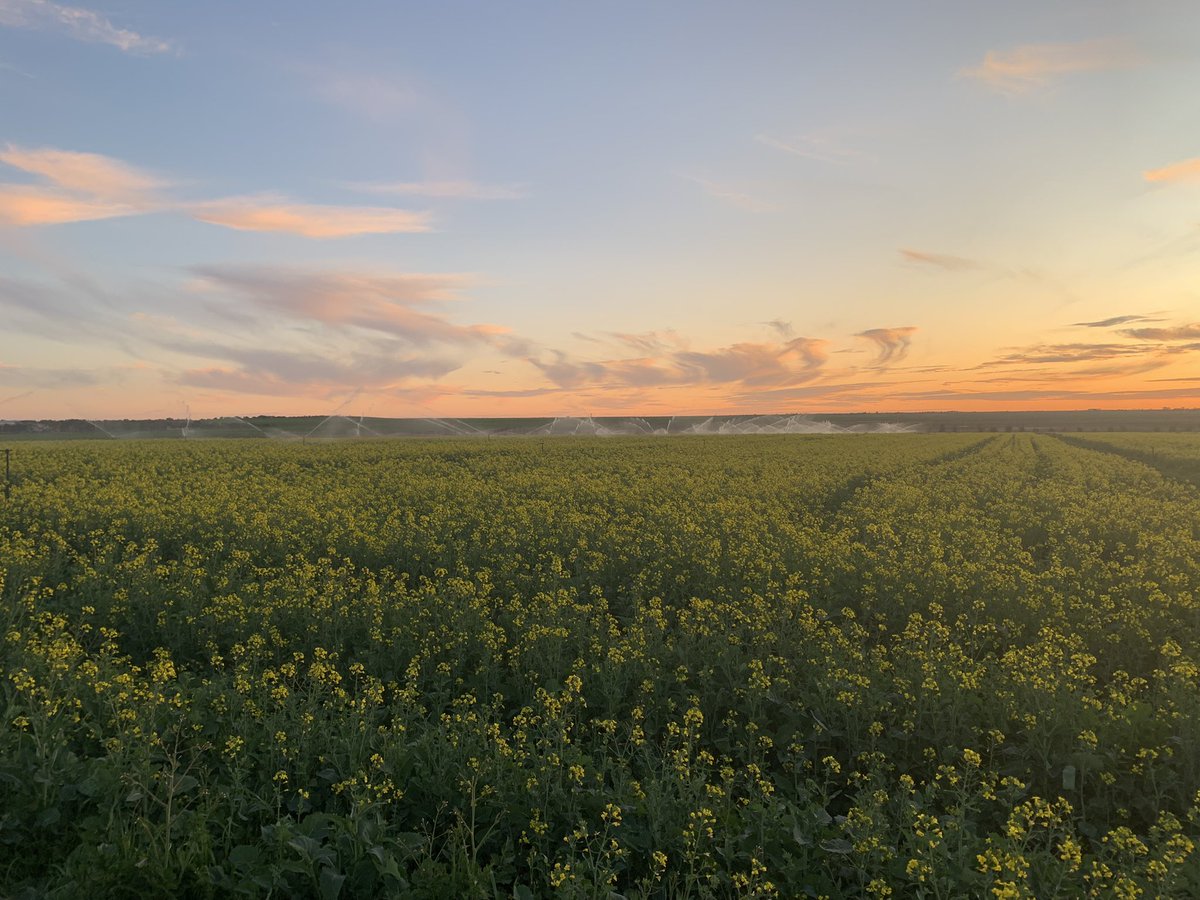 jayson_butcher's tweet photo. @burgess_ag @SE_ResearchFarm Bonito +vetch irrigated https://t.co/hf4HVJkHjL