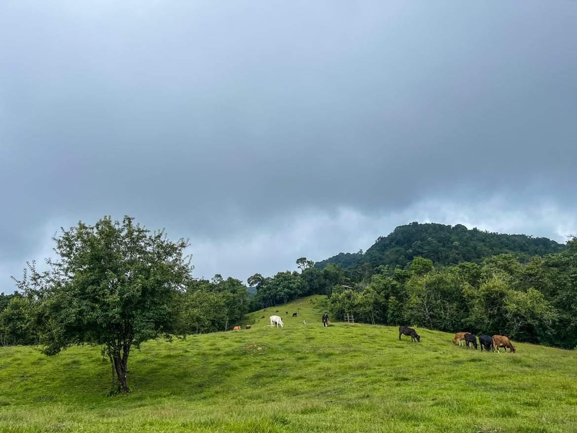 mizoraminsta's tweet photo. Zopui phul
Location: Samthang, Champhai district, Mizoram
.
.
Pic credit π· @chhana___khiangte
#meadow #grazing #zopuiphul #samthang #champhaidistrict #grass #green #greenery #park #holiday #season #serene #tranquility #scenery #hahdam #peaceful #outing #travel #animal #mizoram https://t.co/yv9iZ1PpST