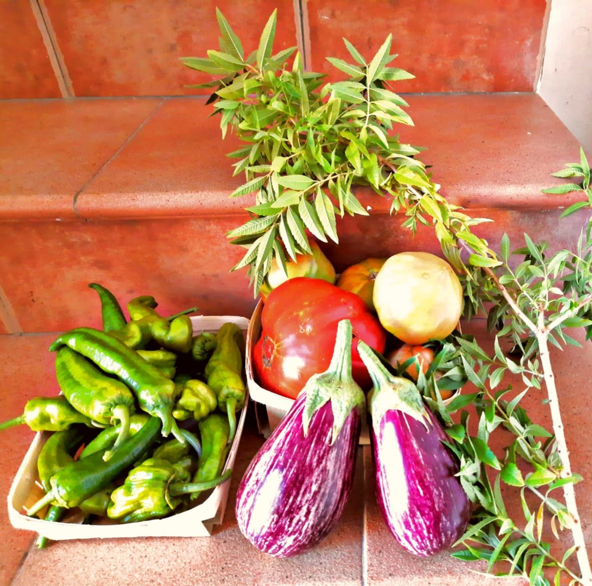 Hoy regalito, verduras ecológicas, del Huerto de mi hermano! #vidasaludable
