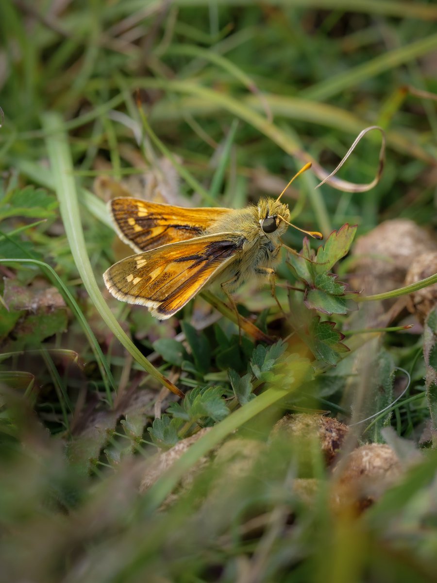 Silver-spotted Skippers Another first for me ✅😀 01/08/22 @BC_Wiltshire @savebutterflies