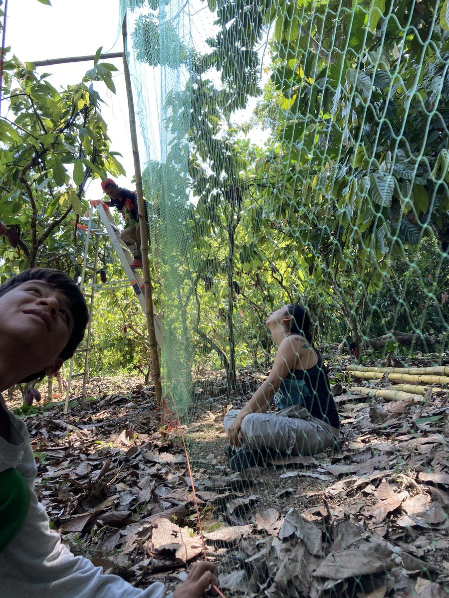AgroEcoDiv's tweet photo. This week our team is divided in two groups. @PabloAycart and Angel are starting the birding season in #AltoHuayabamba while @CarOcampoA and @BioIvanez start setting up the exclosure experiment #ECOCACAO 🍫🦇🌳🦜 https://t.co/6f6YJjfwuo
