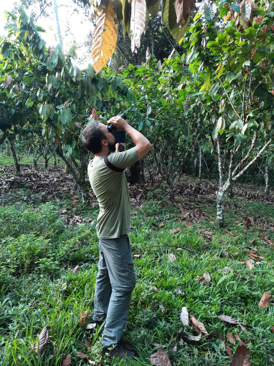 AgroEcoDiv's tweet photo. This week our team is divided in two groups. @PabloAycart and Angel are starting the birding season in #AltoHuayabamba while @CarOcampoA and @BioIvanez start setting up the exclosure experiment #ECOCACAO 🍫🦇🌳🦜 https://t.co/6f6YJjfwuo