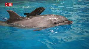 MC_org's tweet photo. Unnatural product of captive breeding. This six-week old calf  is a combination of a bottlenose dolphin and a false killer whale, currently held at Haichang Ocean Park in Tianjin. 

https://t.co/EPlWKRLfgI https://t.co/1Y8td32iJ8