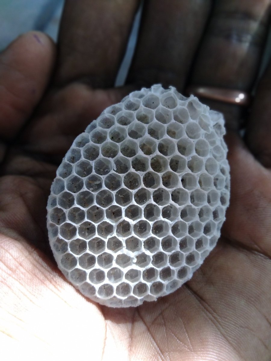 Velliangiri2022's tweet image. Small bee hive without 🐝 

Cute and brilliant architecture #savesoil #savebee
