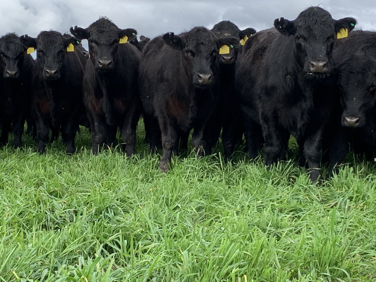 Crop grazing done for the year, steers doing 1.9kg a day on Illabo. Onto ryegrass for finishing now.