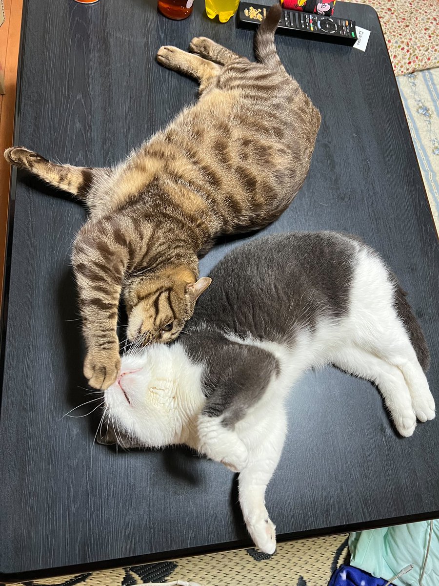 ローちゃん tweet media