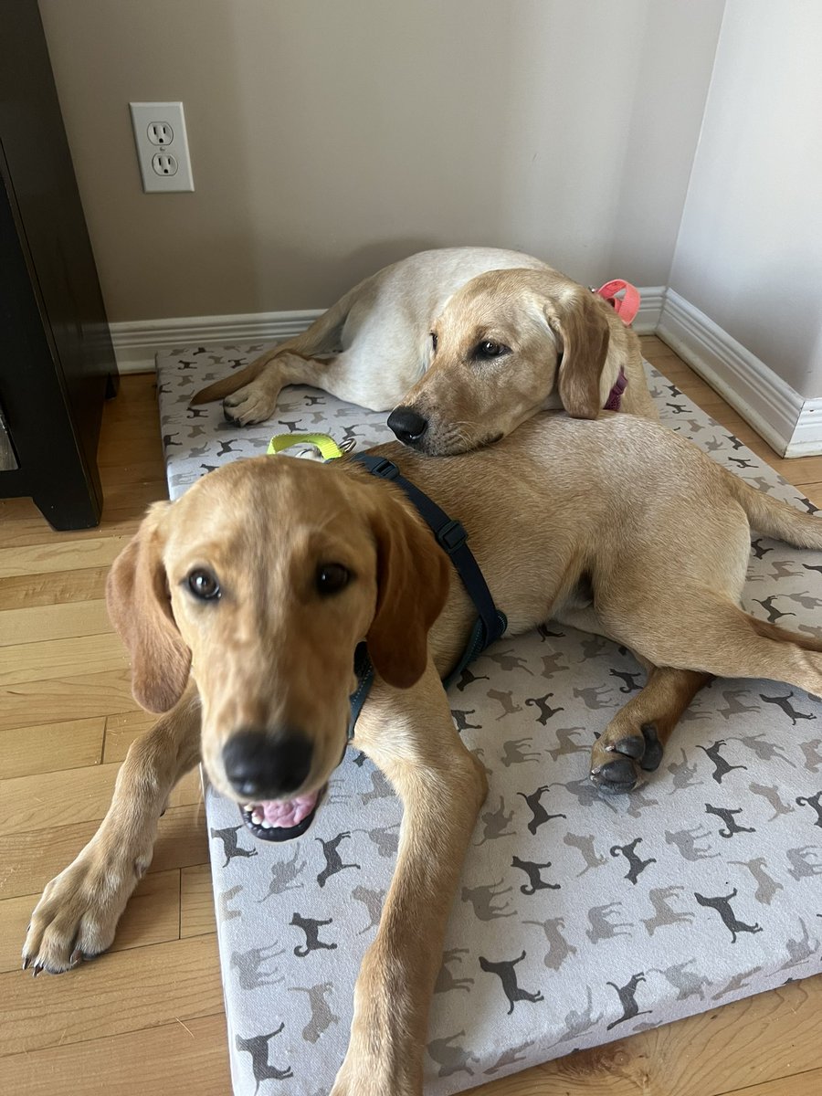 lovewithlabs's tweet photo. Good morning!

#dogsoftwitter #twitterdog #puppy #dogs https://t.co/36PRoNEYWe