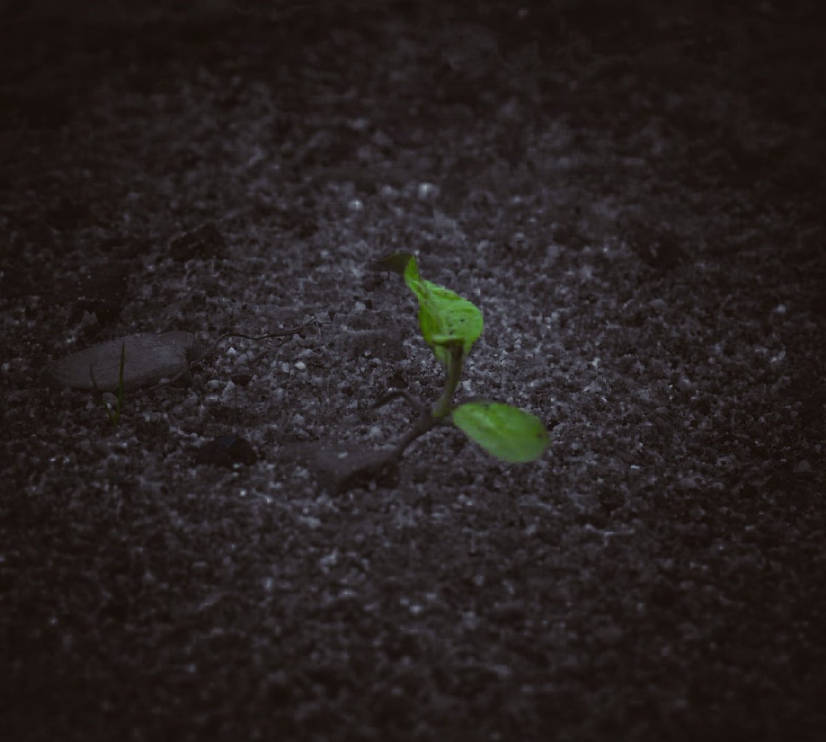 lunopics's tweet photo. Most people walk past the simple beauties of life

Settings: 
Photo 1: 
Aperture - f10
ISO - 100
Lens 300mm 

Photo 2: 
Aperture- f10
ISO - 125
Lens 55mm

Photo 3: 
Aperture - f10
ISO - 100
Lens 70mm

#photography #photographylovers #naturephotography #greenphoto https://t.co/LCDZ5eRtiR