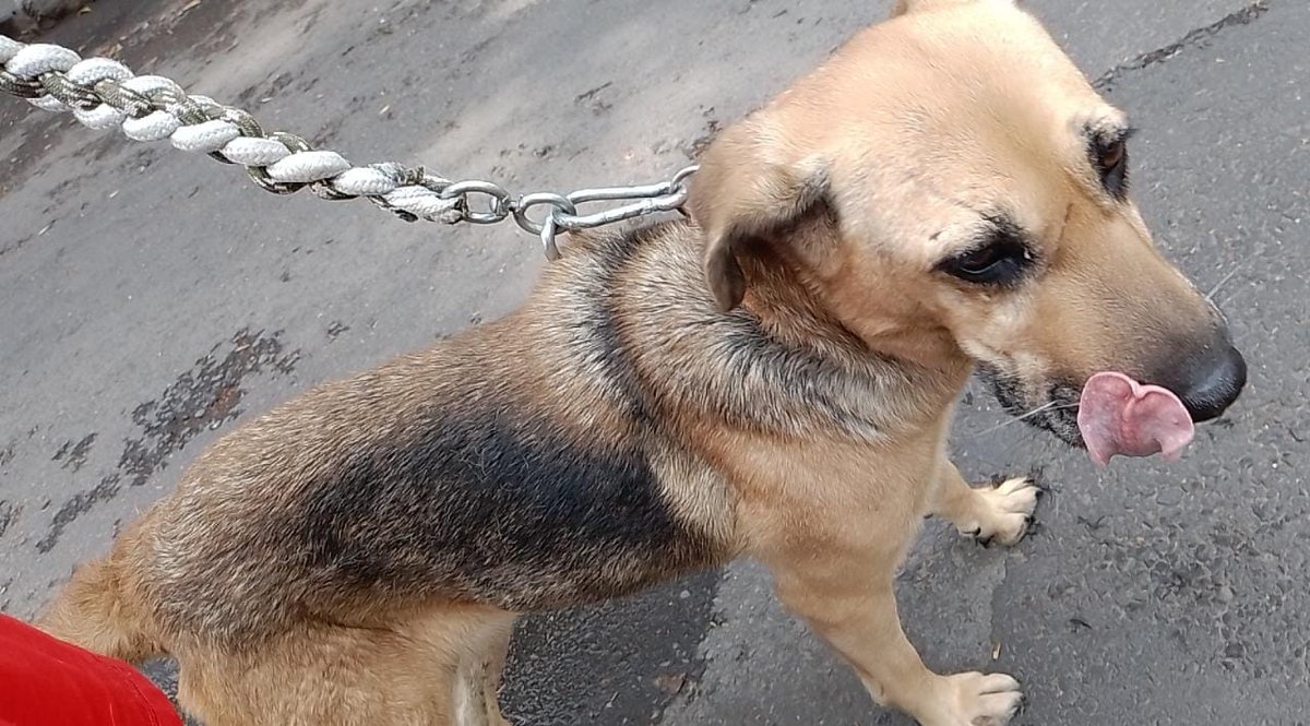 La casa del perro Salchicha CDMX (@lacasadelsalchi) on Twitter photo Buenos días salchiamigos 😘les platico hace poco me dijeron que no subo perros a la página 😏pero vean subo y nadie adopta perros y ni siquiera preguntan 😑no tenemos alimento no pude trabajar por el covid y aquí andamos ayuden con RT para ellos 🥹 <a href="/xuxoramos/">Jesus Ramos</a> <a href="/launicaGatti/">Valentina Gatti</a> Buenos días salchiamigos 😘les platico hace poco me dijeron que no subo perros a la página 😏pero vean subo y nadie adopta perros y ni siquiera preguntan 😑no tenemos alimento no pude trabajar por el covid y aquí andamos ayuden con RT para ellos 🥹 <a href="/xuxoramos/">Jesus Ramos</a> <a href="/launicaGatti/">Valentina Gatti</a>