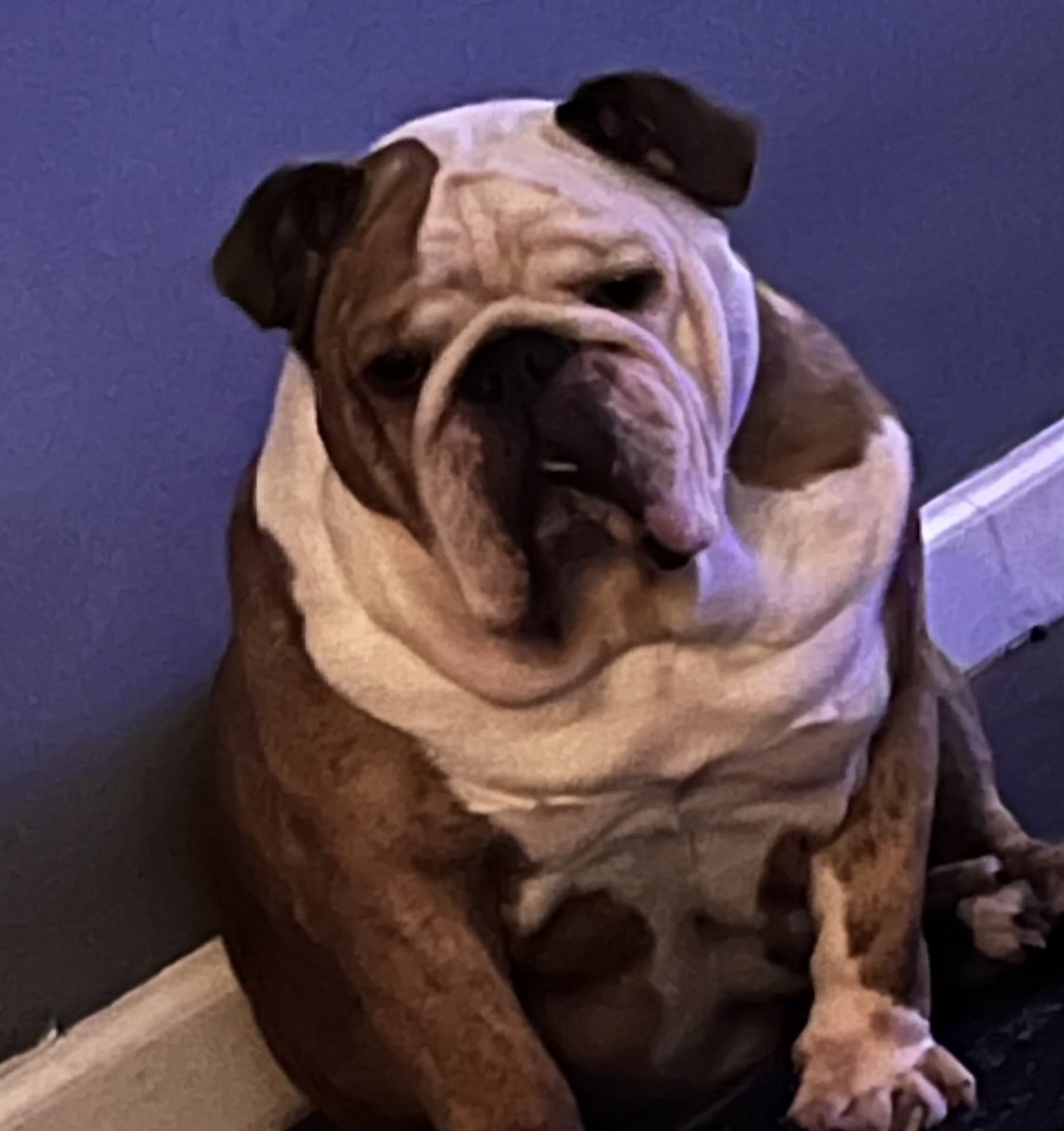 0dayCTF's tweet photo. Ollie is sad that you haven’t completed his challenge on TryHackMe :( 
-
Link: https://t.co/WRnmiFt8jc
-
#CTF #CyberSecurity #infosec #ollie #hackerdog https://t.co/0tChAW2sRG