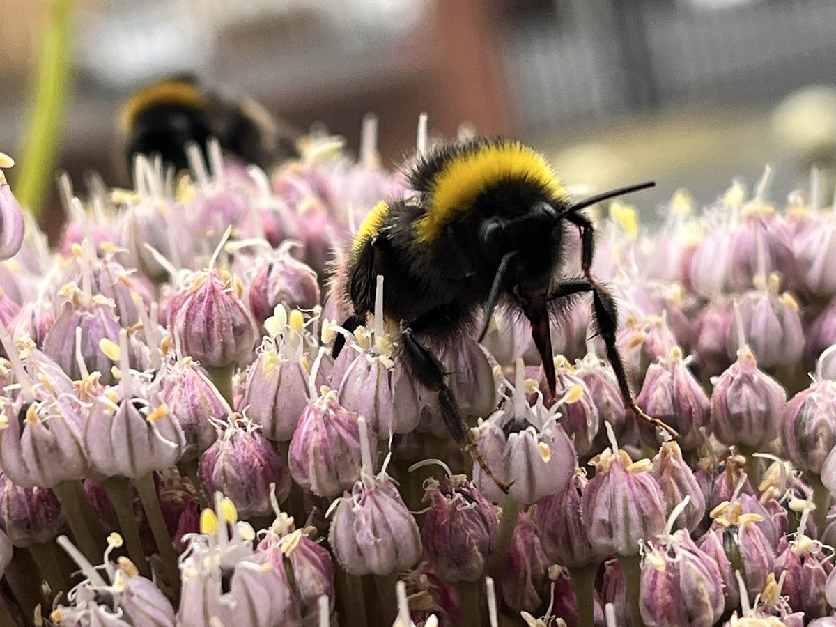 AllotmentOwner's tweet photo. The bees are loving the garlic I’ve let flower! Nice to see them busy. #saveourbees #gardeningwithjason #growinggarlic #vegetablegardening https://t.co/dev9NSbGXC
