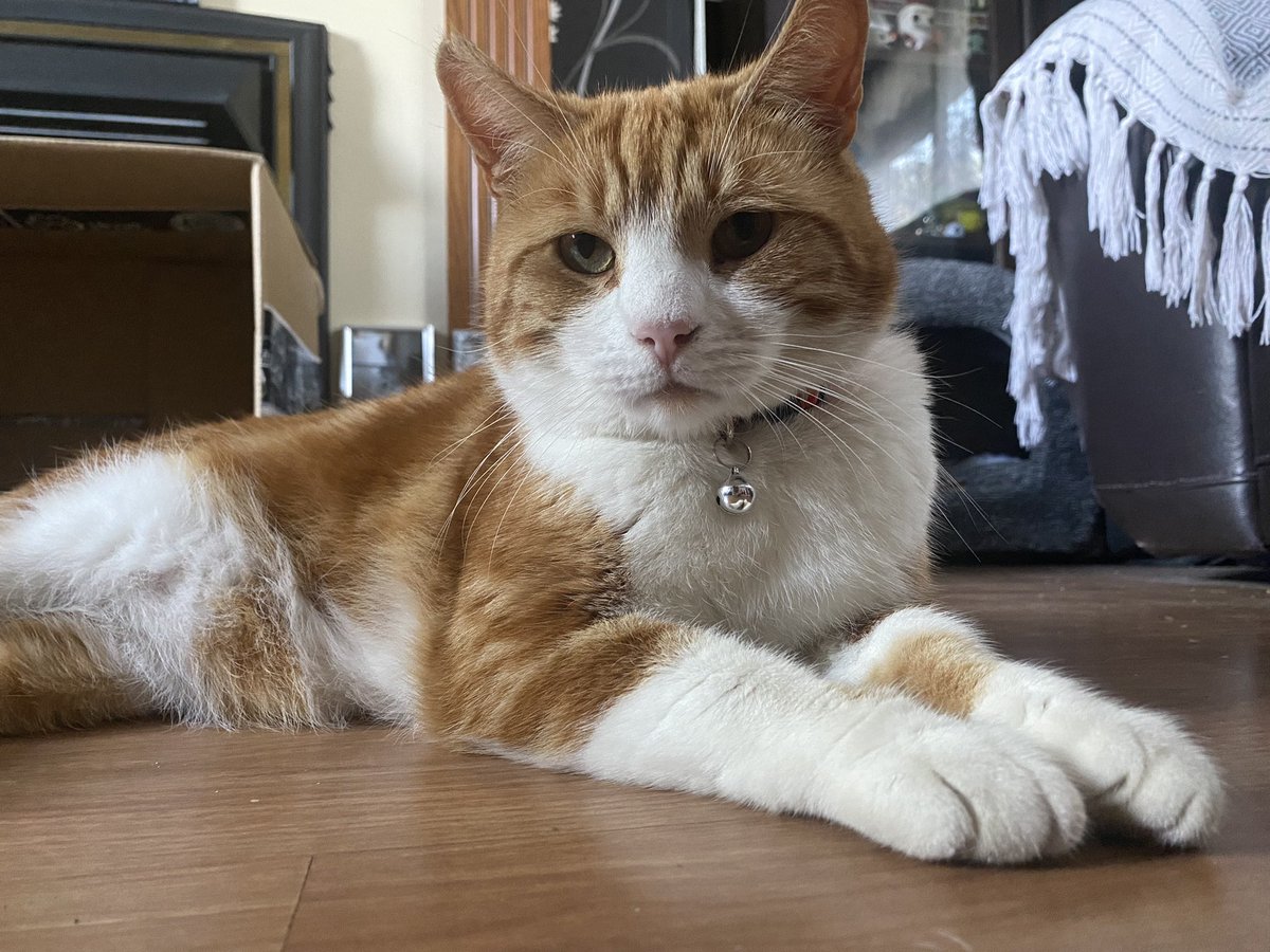 Two years ago, the humans who fed me outside put a note on a collar on me to find out if I had an owner. When they found out I was definitely a stray, they took me to get chipped. I’m so happy I found them when I did, I get the most love and the best life now 🥺