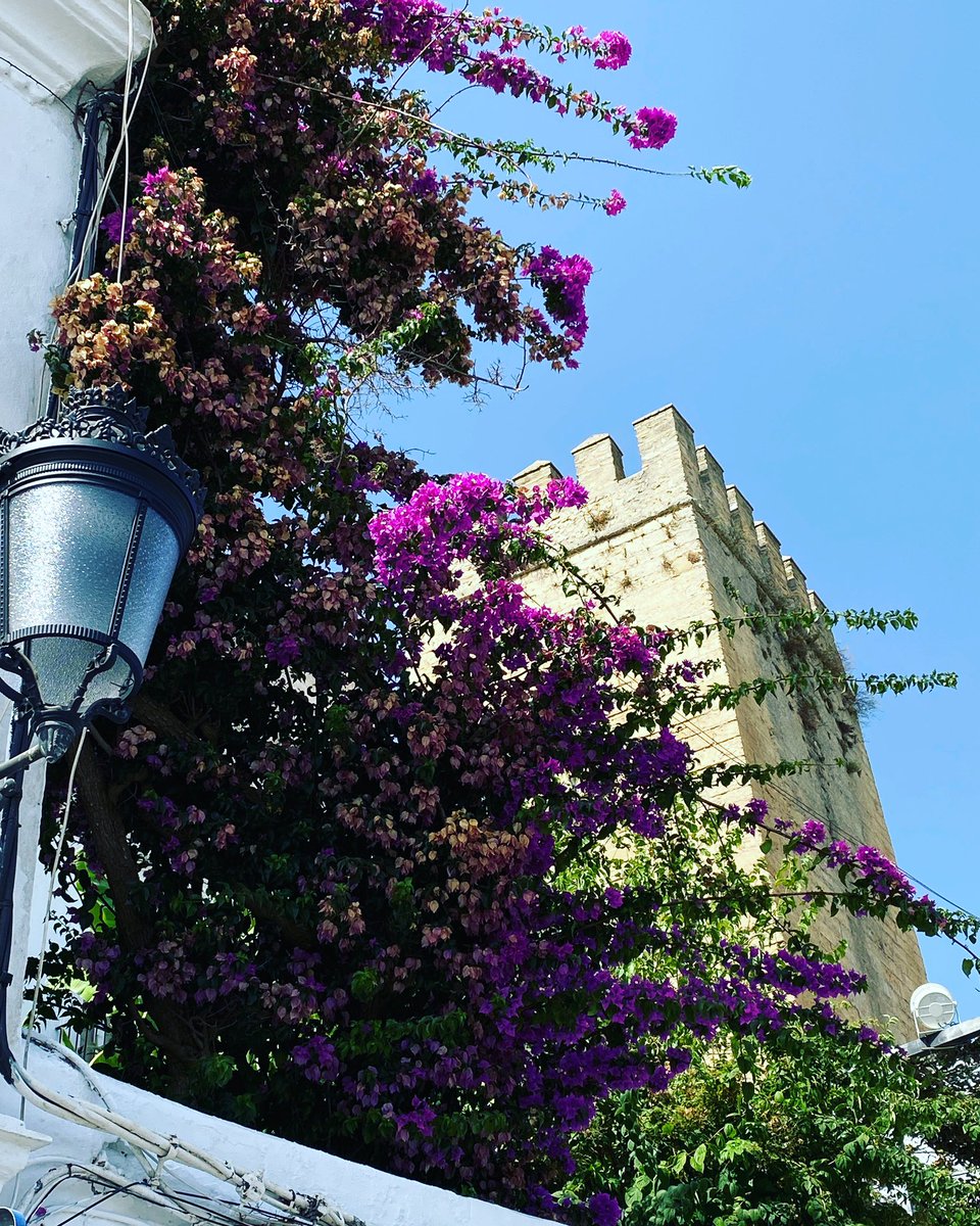 meleromj's tweet photo. En el flanco norte, majestuosa la torre…
#vejerdelafrontera #detallesdevejer #rinconesdevejer #comarcadelajanda #cadiz #andalucia https://t.co/K42AMOgV4f