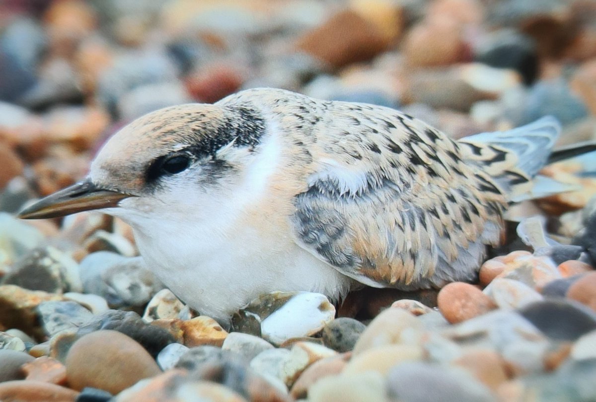 Chick hidden in the pebbles