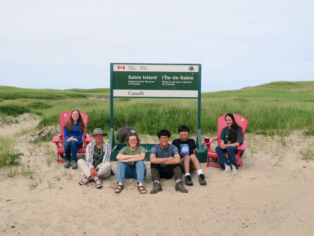 Sable Island Horse Project tweet media