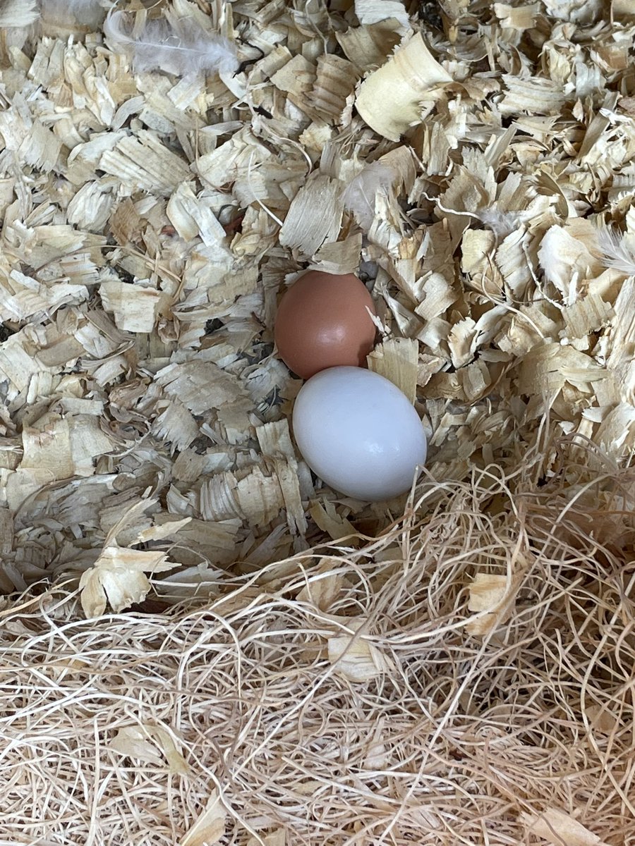 KitKatEDU's tweet photo. So it looks like one of the Golden Comets are laying her eggs right outside the nesting box. She rolled the white fake egg beside her egg😂 This is our 4th egg from our #FabFiveHens🐔🥚🐓 #hensofTwitter #chickensofTwitter https://t.co/MHLCgpFQLh