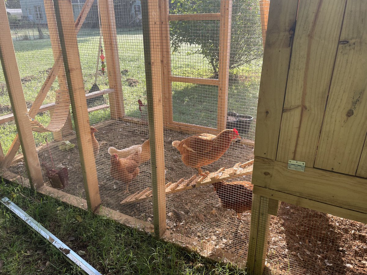 KitKatEDU's tweet photo. So it looks like one of the Golden Comets are laying her eggs right outside the nesting box. She rolled the white fake egg beside her egg😂 This is our 4th egg from our #FabFiveHens🐔🥚🐓 #hensofTwitter #chickensofTwitter https://t.co/MHLCgpFQLh