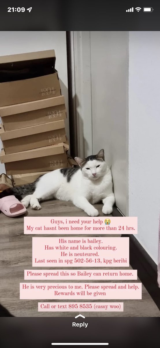 fattroastedtofu's tweet photo. hi guys , my aunt’s cat has been missing since ystd and it would be grateful if you guys repost and share ard https://t.co/6DbnadqpDJ