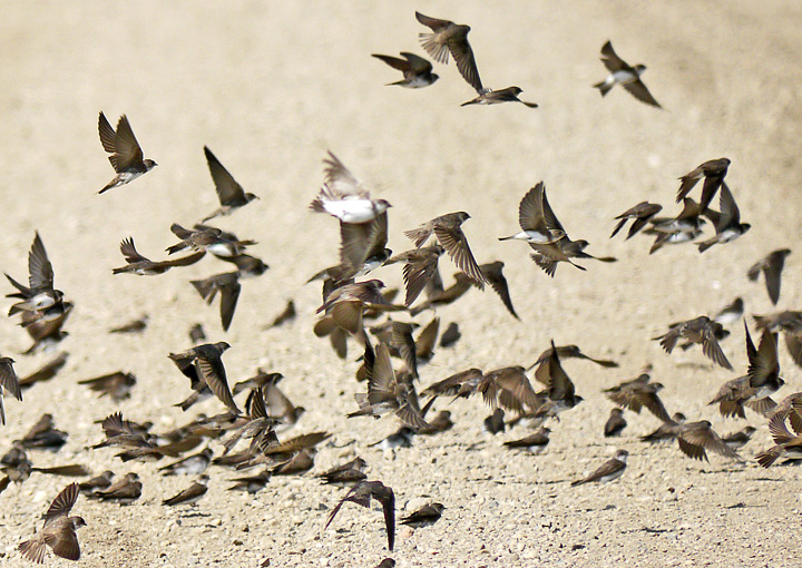 Learning opportunity! Our friends at <a href="/BirdsCanada/">Birds Canada</a> are hosting a webinar on Amazing Aerial Insectivores (those wonderful birds that eat mosquitoes!) on August 15th. Register for the webinar here: bit.ly/3PS94nW (Photo by Peter Taylor) #manitobabirds