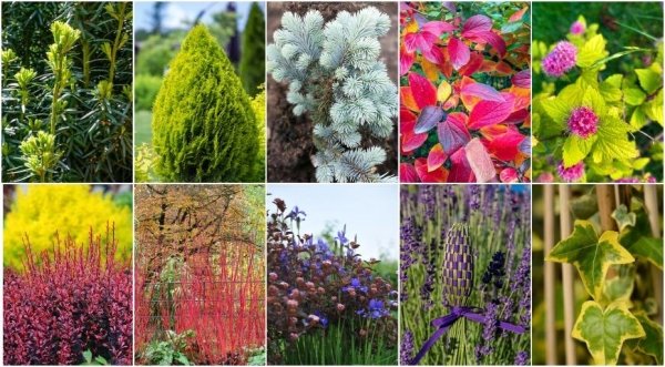 agroblogs_ru's tweet photo. 10 простых растений для стрижки, которые могут стричь даже новички

Предлагаем подборку лучши�� топиарных растений для выращивания в частном саду. Даже новичок с помощью стрижки сможет превратить эти деревья, травы и кустарники в произведения…
https://t.co/qBpafLgfwD https://t.co/lfTuhiPwFx