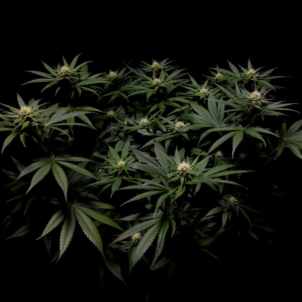 GrowerHaoss's tweet photo. Gorilla Sherbet F1 Fast • Sweet Seeds
@sweetseeds_es https://t.co/xVBeHuuaq7