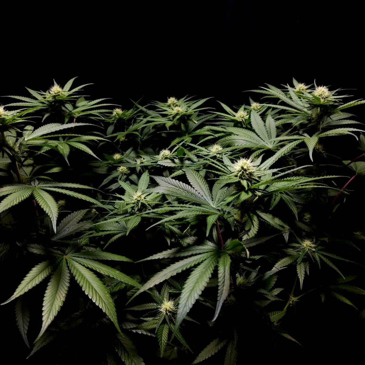 Gorilla Sherbet F1 Fast • Sweet Seeds
<a href="/sweetseeds_es/">Sweet Seeds®</a>