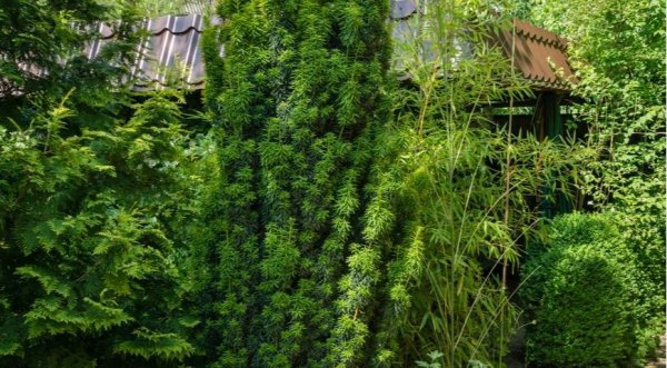 agroblogs_ru's tweet photo. 10 простых растений для стрижки, которые могут стричь даже новички

Предлагаем подборку лучши�� топиарных растений для выращивания в частном саду. Даже новичок с помощью стрижки сможет превратить эти деревья, травы и кустарники в произведения…
https://t.co/qBpafLgfwD https://t.co/lfTuhiPwFx