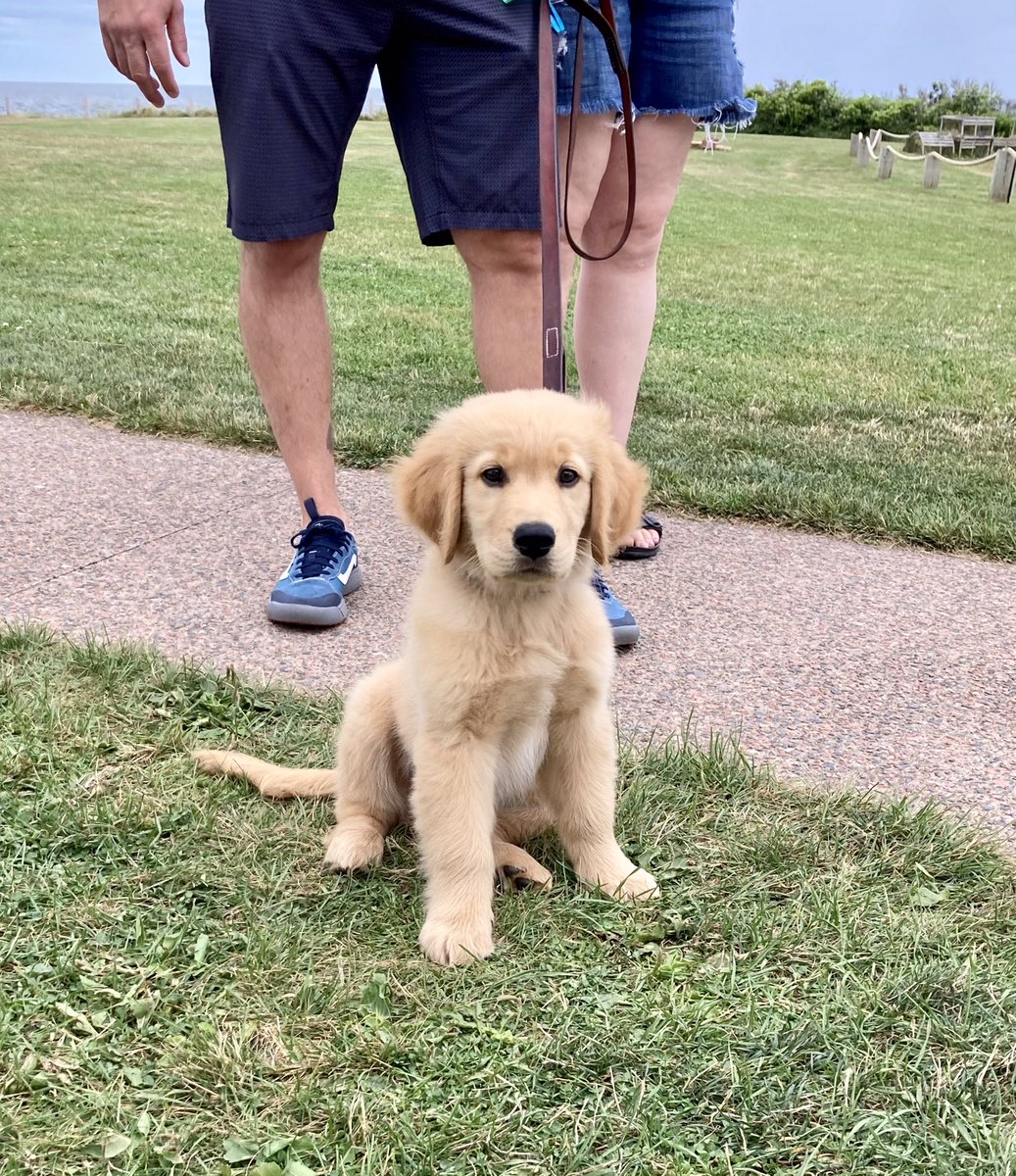 point_prim's tweet photo. To celebrate "The dog days of Summer" , check out these cuties : 11 week old Kevin from Ottawa and Charlie and Mabel from Alberta. 🐾🐶🐾
Friendly reminder that we are open 7 days a week from 10-6, last admissions are at 5:45. #pointprimlighthouse #lighthouse #lighthousesofpei https://t.co/lTYrOD6dWB