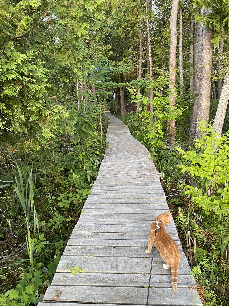 mineebhise's tweet photo. Hey @Airbnb Would be awesome if you can add CAT-FRIENDLY as one of filters for listings. There are people like me who love travelling with their cats and would be great to not be rejected for bringing cool cats to ‘pet friendly’ listings. @AirbnbHelp @Airbnbdesign @AirbnbPolicy https://t.co/1wyhyzPz9I