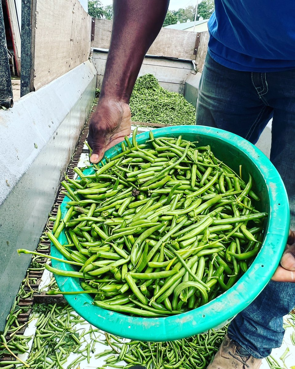 FarmersChoiceUS's tweet photo. #GreenBeans #NewYork #FarmersChoiceUSA https://t.co/Vl7wtrsYPQ