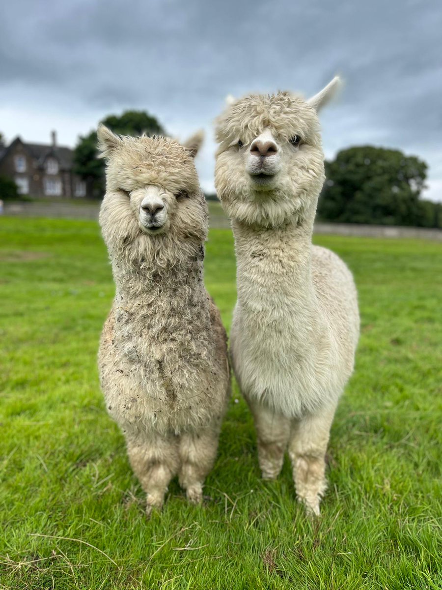 When you try and get a lovely photo but your kid's hobbies are dirt rolling and not giving a *%$£  😐 📷