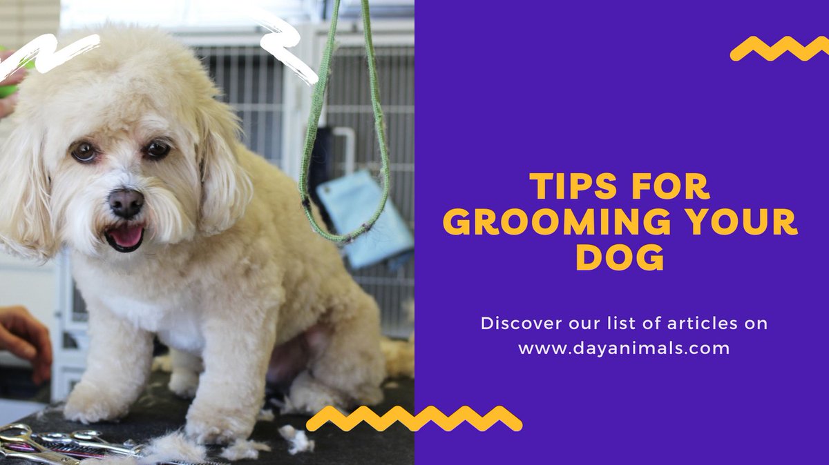 Doglles_ShopiAZ's tweet photo. With the #help of above-mentioned #dog #grooming #tips, it will become #easy for you to take #good care of your dog and #keep him #free from all #health #problems.
https://t.co/94MuMEuUp2 https://t.co/MxbHeiGWhl
