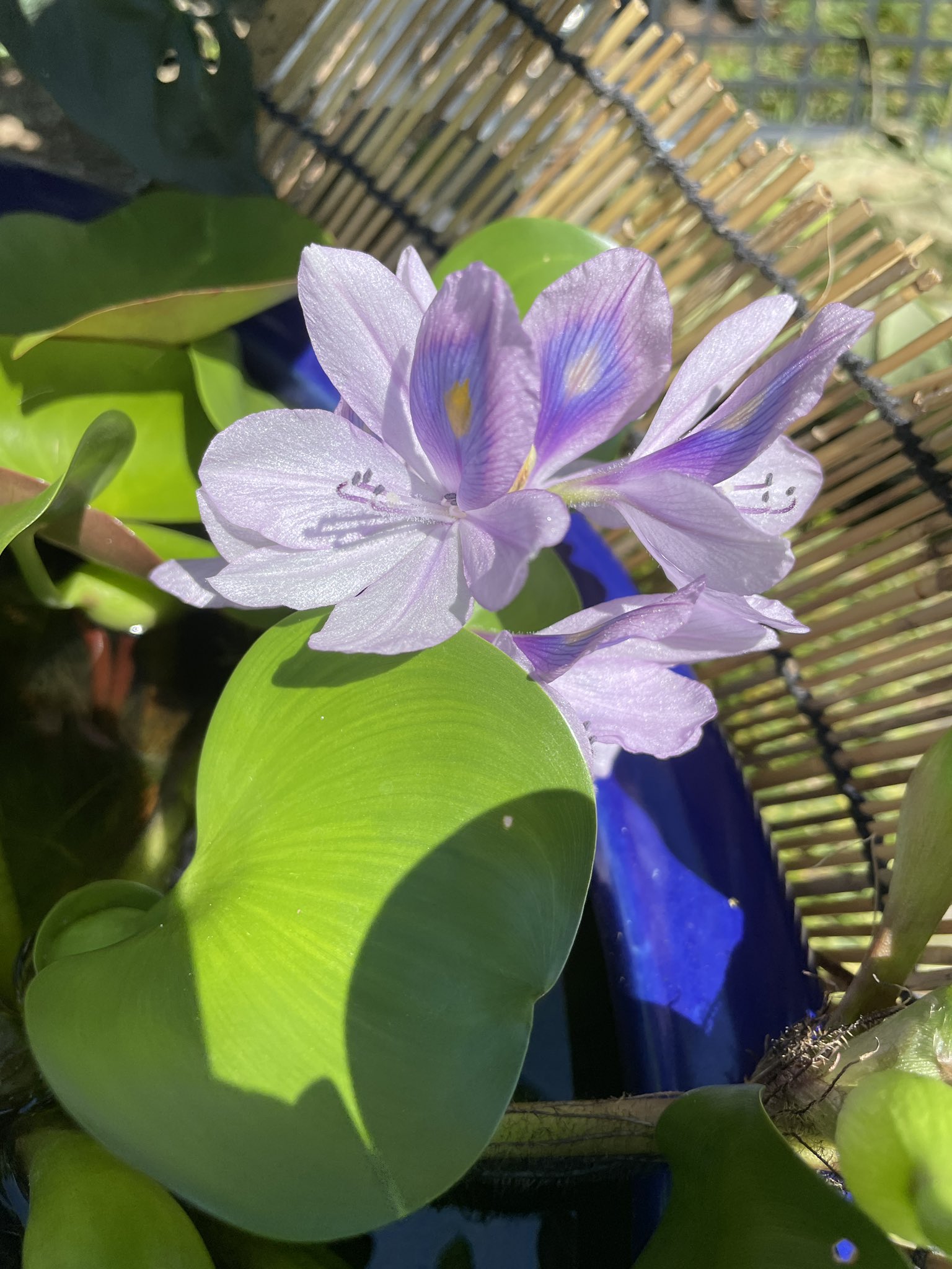 チョロ デラックス ホテイアオイ 花が咲きました 我が家ではたまにしか咲かないので咲くと嬉しいです ホテイソウ 水草 外来種 T Co Vvue6jox9z Twitter