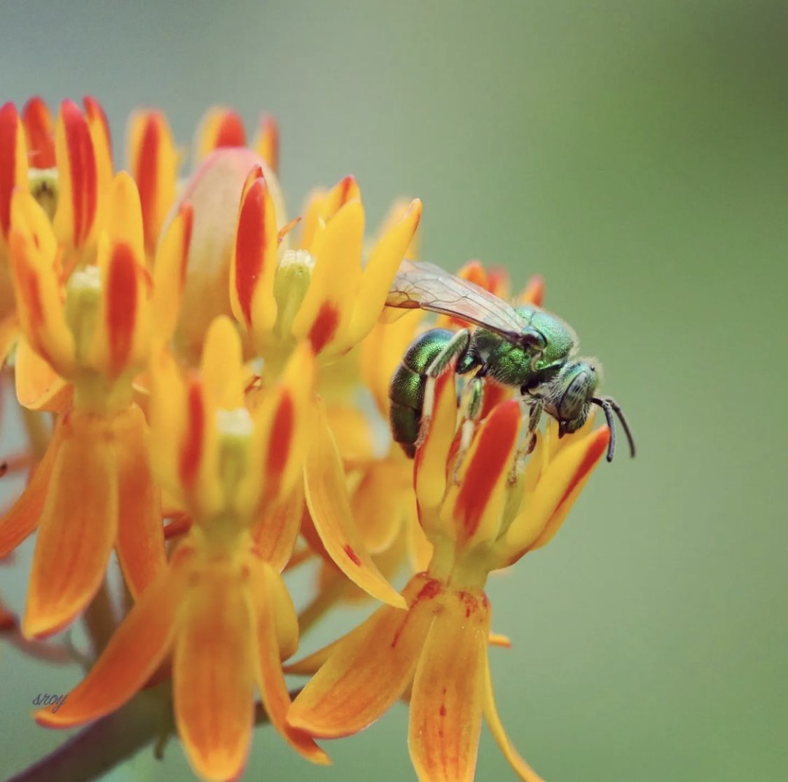 WakeGovParks's tweet photo. Congratulations to Instagram's sujataroy6333 on being chosen the winner of the July Contest for Best Insect Photo for this colorful close up of a metallic green sweat bee at #LakeCrabtree County Park! Thanks to all who entered. Check back tomorrow for the August contest theme. https://t.co/wxIKGxFCR7