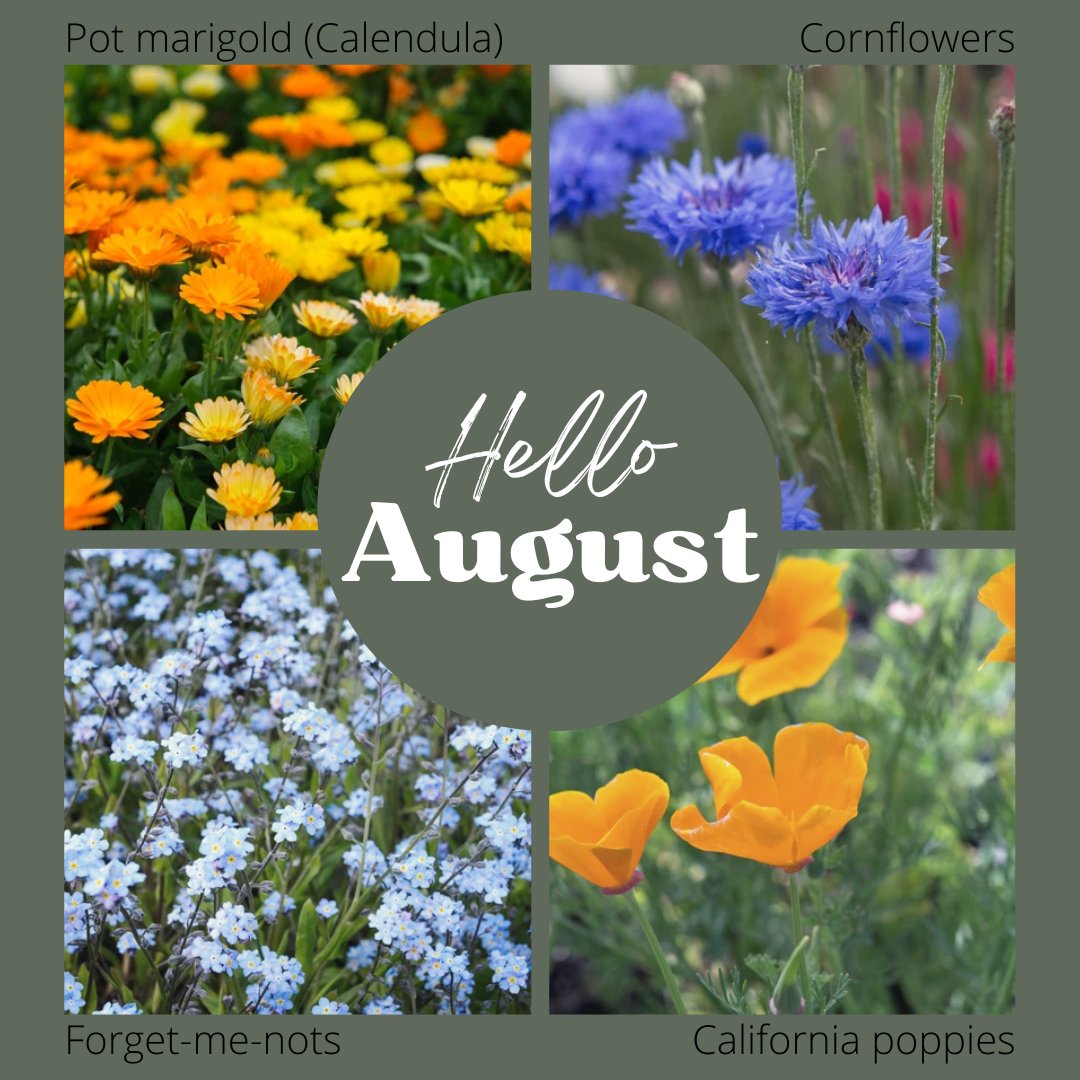 It's August! Here are some plants you can sow this month! 

#ispotabee #spotabee #bees #nature