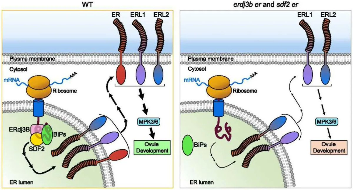ThePlantCell's tweet photo. IN BRIEF:  Ovule development heats up: An ERdj3B complex and ERECTA coordinate thermotolerance during seed set - Jessica Franco @JessicaYFranco #PlantSci https://t.co/XXgfVX18DX https://t.co/RXYvuwQLG7