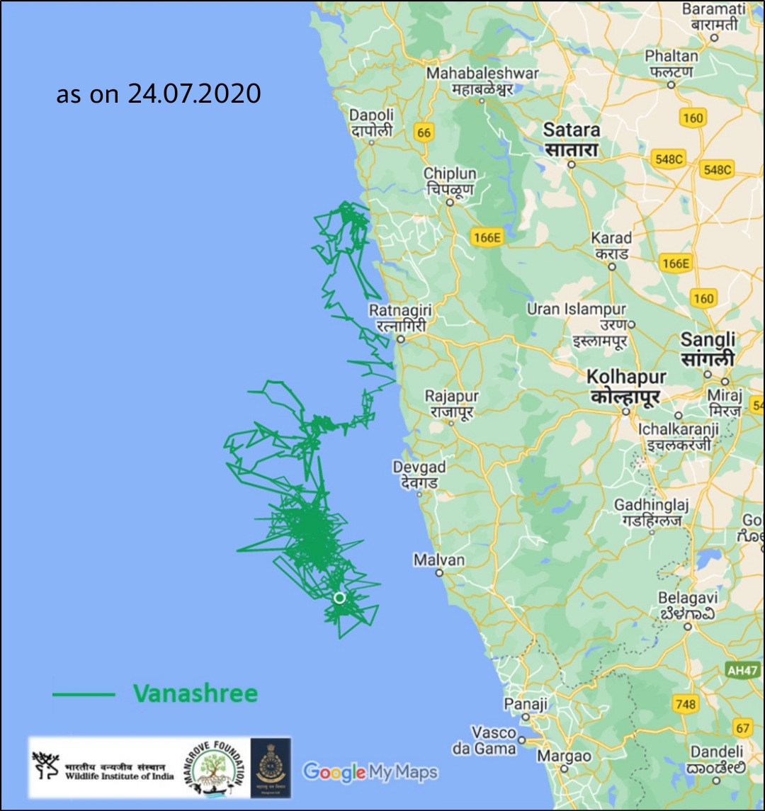 MangroveForest's tweet photo. On 22 June 22, we have lost the signal of turtle ‘Rewa’ which was tagged at Guhagar on 15 Feb 22. Possibly, this is due to transmitter failure. She covered 2328 km distance and dived upto 330 m. 
Last located about 90 km off the cost of Karwar, Karnataka.

@vrtiwari1 @sureshwii https://t.co/alxM7hYG5K