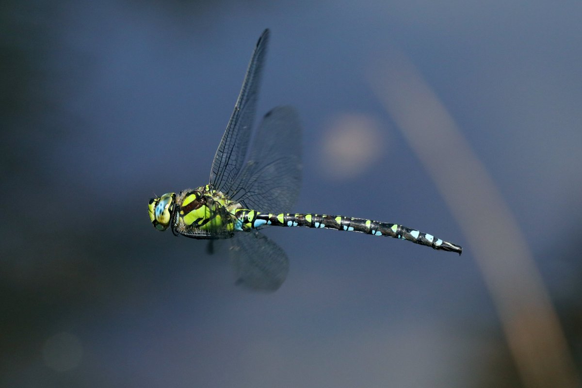 hIokksnkeuernts's tweet photo. Wenn man sich ein wenig Zeit und jede Menge Fotoausschuss in Kauf nimmt macht die Foto-Flug-Libellenjagd durchaus Spaß!

Blaugrüne Mosaikjungfer (#Aeshna cyanea)

#dragonflys #natur #artenvielfalt #nature #insekten #artenvielfalt #Odonata #Libellen #TwitterNatureCommunity https://t.co/zskuodEFUi