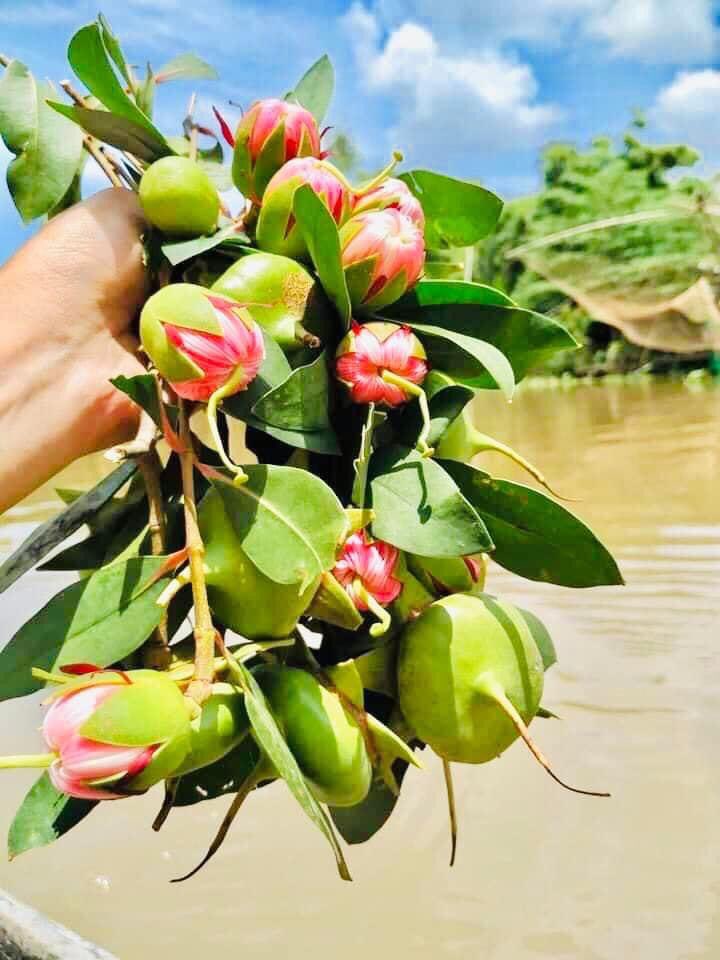 LuanThanhNguye7's tweet photo. Có một loài hoa lặng lẽ nở - nở rực rỡ, cháy hết mình, dâng hiến, rồi sớm ra đi, song hương của nó vẫn còn vương vấn mãi.
Bông bần! -TS Tạ Duy Linh #nambo #taynambo #vietnam #vanhoa #HOA https://t.co/mesRUjiBuH