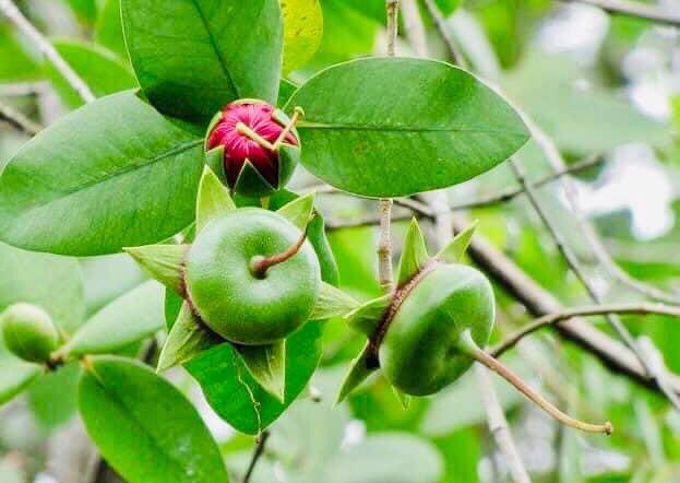 LuanThanhNguye7's tweet photo. Có một loài hoa lặng lẽ nở - nở rực rỡ, cháy hết mình, dâng hiến, rồi sớm ra đi, song hương của nó vẫn còn vương vấn mãi.
Bông bần! -TS Tạ Duy Linh #nambo #taynambo #vietnam #vanhoa #HOA https://t.co/mesRUjiBuH