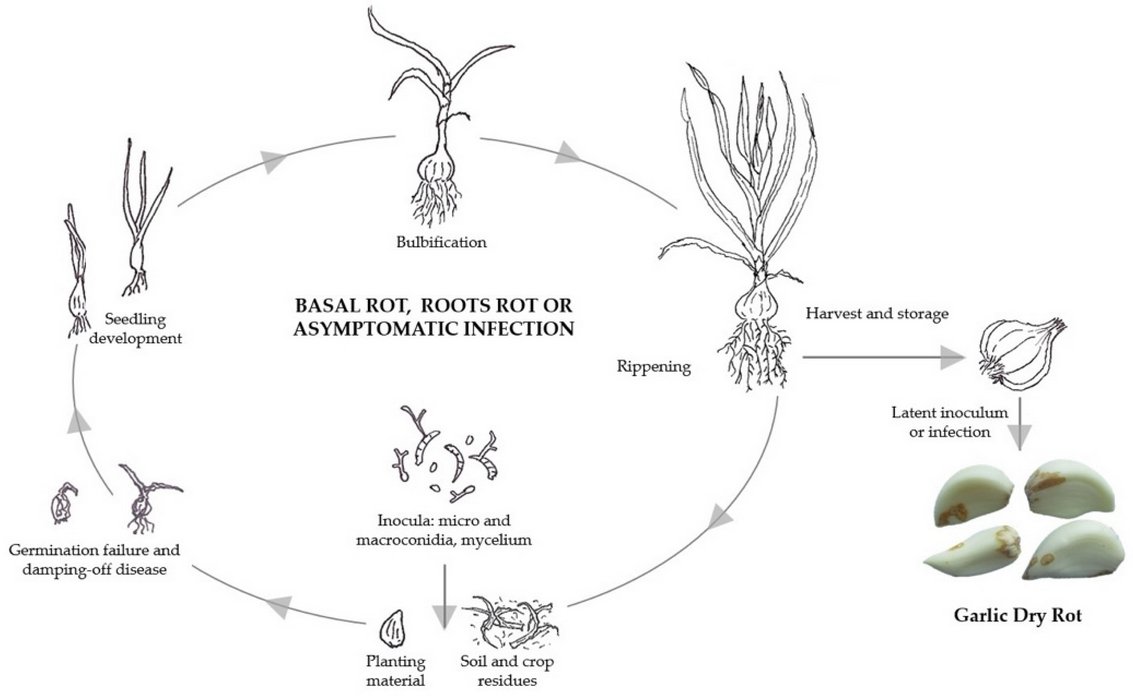 Horticul_MDPI's tweet photo. 🧐New Paper Published: #Fusarium Dry Rot of #Garlic Bulbs Caused by Fusarium proliferatum: A Review.

✍️By Daniel Palmero and Laura Galvez.

🔗Link: https://t.co/fnOhLWyJZd

#academic #publishing #MDPI #horticulture #science #scientific #horticulturae #openaccess https://t.co/AFvYBt9YJ4