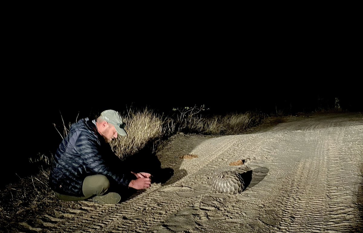 NickKleer's tweet image. Always such a treat meeting a pangolin 😊
