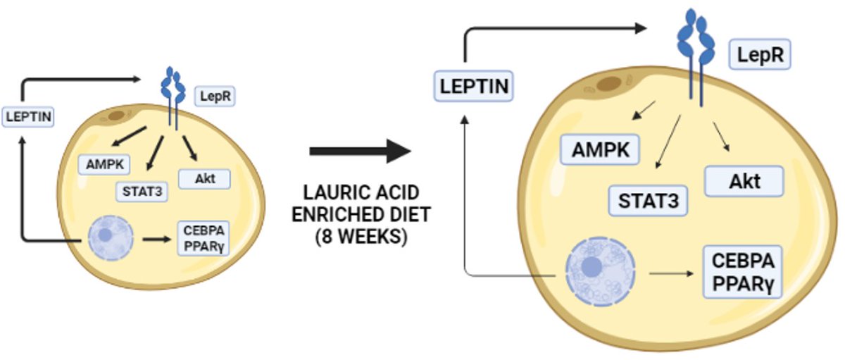 AdipoBrain's tweet photo. Really happy to announce our latest publication on @Biomed_MDPI about the effects of lauric and oleic acid enriched diets on autoparacrine leptin signalling 😍😍😍 congrats to @Equipodoct @adripdlf @TruchixMerino @marivicano74 @nuria3355 @psibiamem 
https://t.co/m1ZJssMY6X https://t.co/YCLYIlidc5