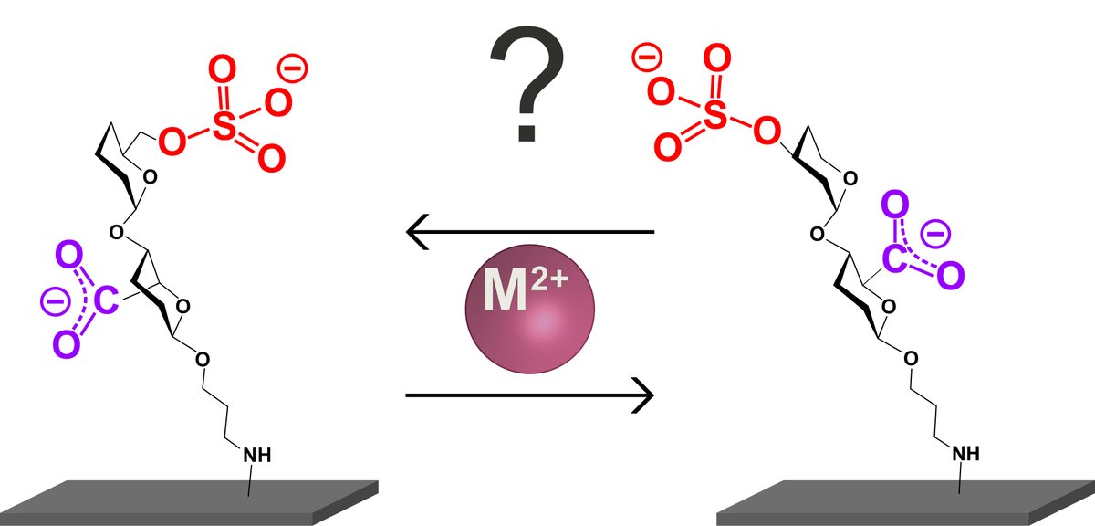 LabSugars's tweet photo. New paper by Ariel Shitrit and Israel Alshanski on the Profiling of Heparan Sulfate-Heavy Metal Ions Interaction Using Electrochemical Techniques is now on @ChemEurJ!
https://t.co/0I2U7gCODa https://t.co/RvZ7797ZcT